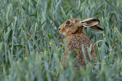 European brown hare (Lepus europaeus) adult animal in a farmland wheat crop field in summer,
