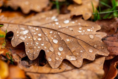 Close-up of the leaf of an oak (Quercus) in autumnal brown colouring on the ground of a forest,
