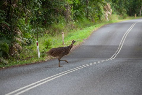 Young Southern Cassowary crossing the road in Daintree National Park, Queensland, Australia