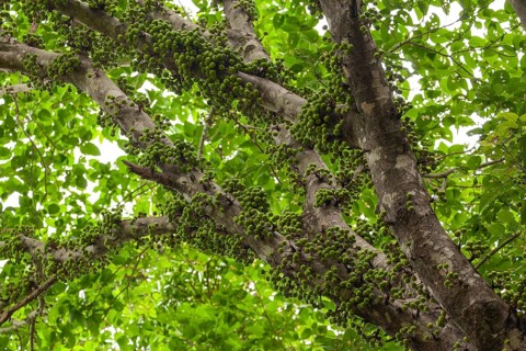 Cauliflory on fig (Ficus racemosa) trunks in tropical forest, Daintree National Park, Queensland,
