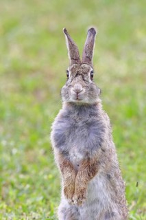 Wild rabbit (Oryctolagus cuniculus), sitting in a meadow, making mate, erect, fully grown, alert,