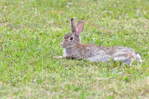 Wild rabbit (Oryctolagus cuniculus), lying in a meadow, fully grown, alert, wildlife, animals,