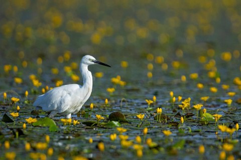 Little Egret (Egretta garzetta) Hungary
