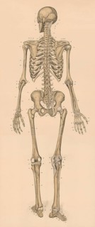 Medical illustration, human skeleton from behind, school picture, authentic reproduction of a