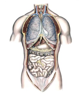 Medical illustration, intestines, internal organs in human chest and abdomen, school picture,