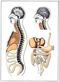 Medical illustration, The human digestive system, school picture, authentic reproduction of a