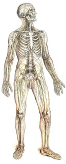 Medical illustration, The peripheral nervous system, school picture, authentic reproduction of a