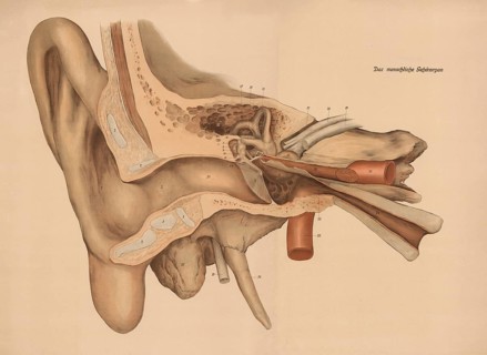 Medical illustration, The human hearing organ, ear, school picture, authentic reproduction of a
