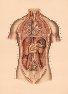 Medical illustration, lungs and internal organs of humans, school picture, authentic reproduction