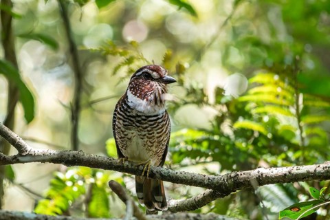 A Short-Legged Gound-Roller (Brachypteracias leptosomus) in the rainforests of eastern Madagascar