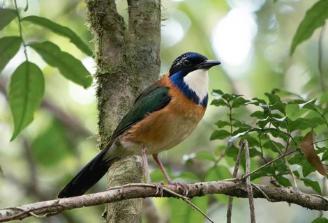 Pitta-Like Ground Roller, Blue-headed Roller (Atelornis pittoides) in the rainforests of eastern