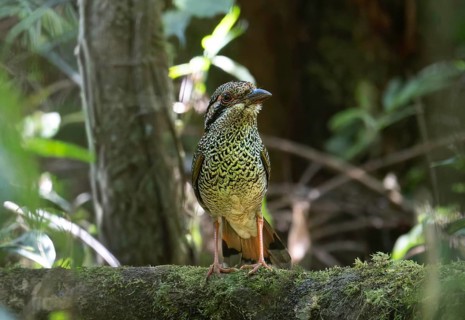 A bird, Scaly Ground Roller (Geobiastes squamigerus) in the rainforests of Mantadia National Park