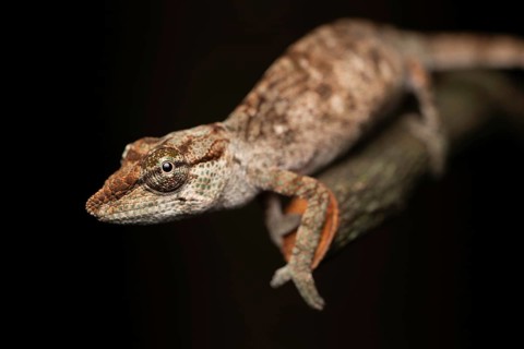 Chameleon (Calumma vohibola) in the lowland rainforests of eastern Madagascar