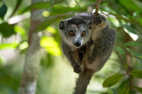 Crowned lemur (Eulemur coronatus) in the dry forests of north-west Madagascar