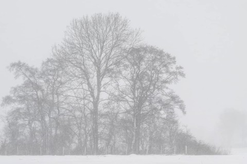 English oak (Quercus robur) in a misty snowstorm, Emsland, Lower Saxony, Germany