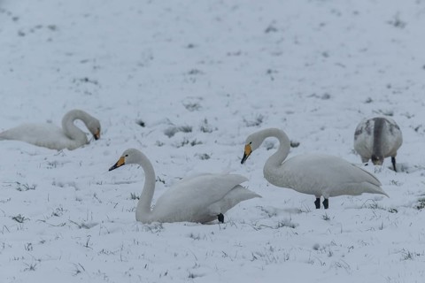 Whooper swans (Cygnus cygnus) in the snow, Emsland, Lower Saxony, Germany