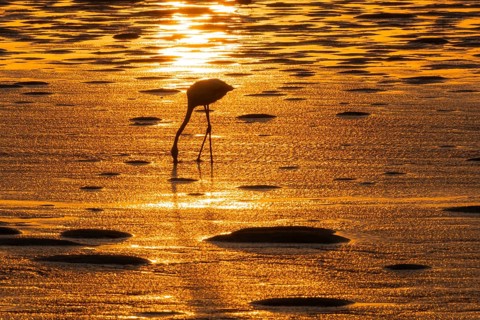 Pink flamingo (Phoenicopterus roseus) against the light, sunset, lagoon at Walfish Bay, Erongo,