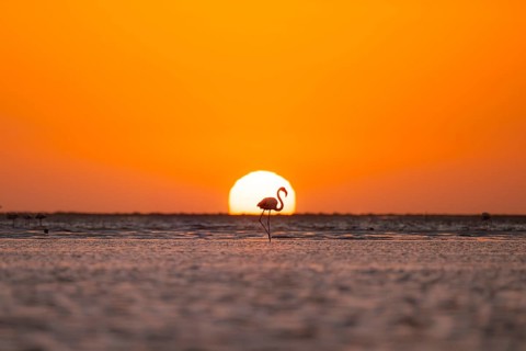 Single pink flamingo (Phoenicopterus roseus) directly in front of the setting sun, backlight,