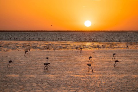 Pink flamingos (Phoenicopterus roseus) against the light, sunset, lagoon at Walfish Bay, Erongo,