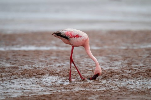 Lesser Flamingo (Phoeniconaias minor) in a lagoon, Walfish Bay, Erongo, Namibia
