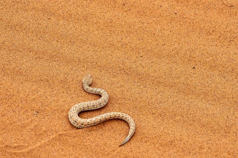 Dwarf puff adder (Bitis peringueyi) in the sand, Namib Desert, Namibia