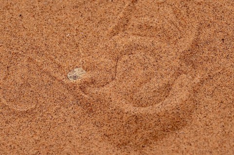 Dwarf puff adder (Bitis peringueyi) hiding in the sand, camouflage, Namib Desert, Namibia