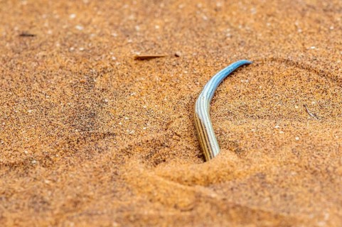 FitzSimon's burrowing skink or short blind dart skink, (Typlacontias brevipes), Namib Desert,