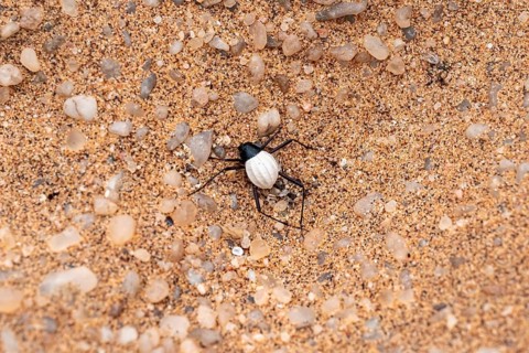 Mist drinker beetle, Tenebrionidae, Onymacris, on sand, Sossusvlei, Namibia