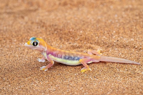 Palmato gecko (Pachydactylus rangei), Namib Desert, Namibia