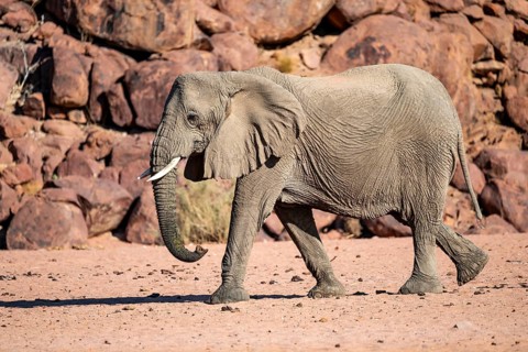 African elephant (Loxodonta africana), desert elephant, riverbed of the Ugab River, Damaraland,
