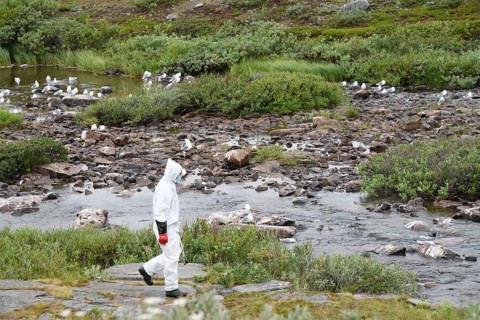 Person in a protective suit, protective mask and goggles looking for dead kittiwakes (Rissa