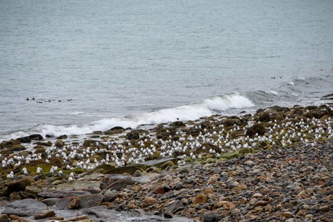 Kittiwakes (Rissa tridactyla) suffering from avian influenza, melancholic atmosphere, Ekeroya,