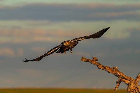 Spanish imperial eagle (Aquila adalberti) Castilla-La Mancha, Spain