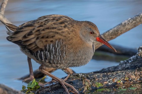 Water Rail (Rallus aquaticus) runs along a branch at the edge of the water in the moor. The sun