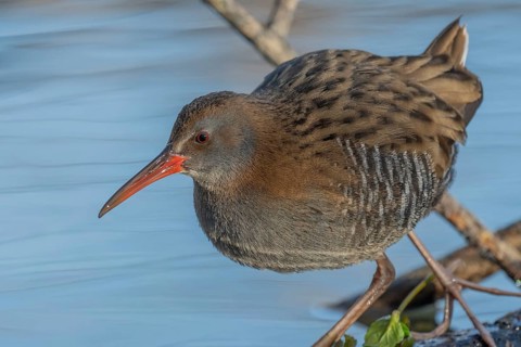 Water Rail (Rallus aquaticus) runs along a branch at the edge of the water in the moor. The sun is