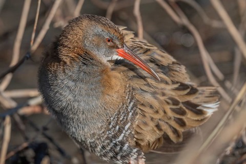 Water Rail (Rallus aquaticus) sits on branches in the swamp. It has grey feathers and stripes.