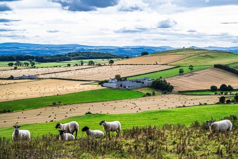 Sheeps, Scotish fields and farms, Southeast Scotland, UK