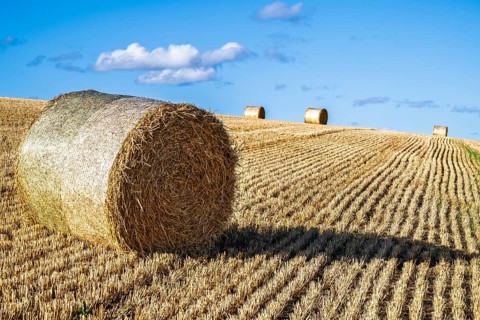 Straw bales in the Scottish fields, Southeast Scotland, UK