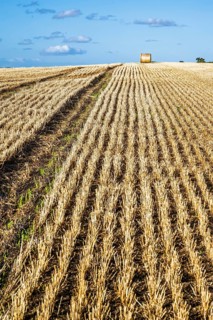 Straw bales in the Scottish fields, Southeast Scotland, UK