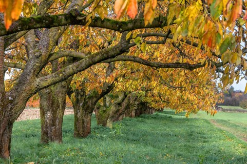Old cherry trees (Prunus avium) of a plantation in autumn colour, Karsberg, Upper Franconia,