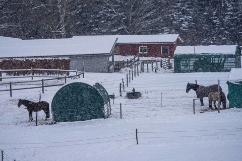 Horses in a paddock, snowy in winter, snowfall, in Elfringhauser Switzerland, near Sprockhövel,