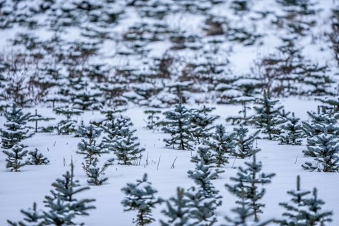Nursery, Christmas trees, blue firs, still young plants, in a row, in winter, near