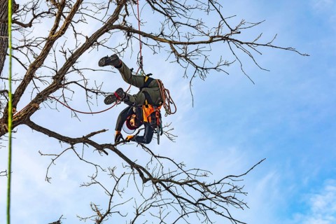 Detroit, Michigan - Members of the Detroit Arborist Collective trim dead branches from a burr oak