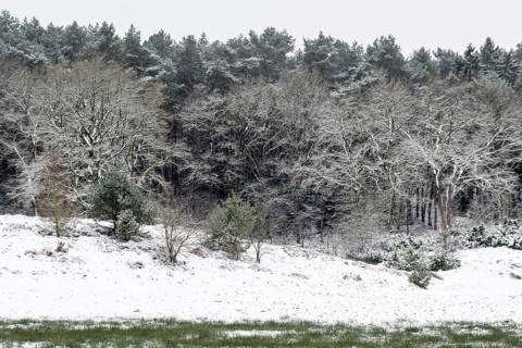 Forest edge with English oaks (Quercus robur) and pines (Pinus sylvestris) in the snow, Emsland,