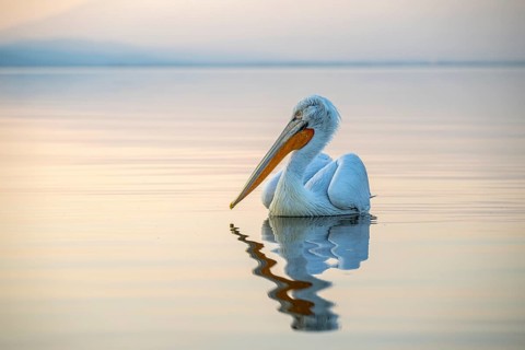 Dalmatian Pelican (Pelecanus crispus), Dalmatian Pelican, swimming, morning mood, in splendour,