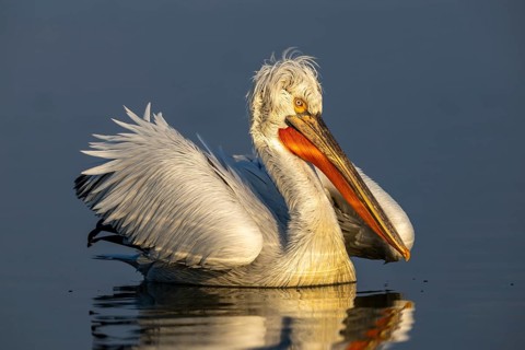Dalmatian Pelican (Pelecanus crispus), Dalmatian Pelican, swimming, morning light, in its plumage,