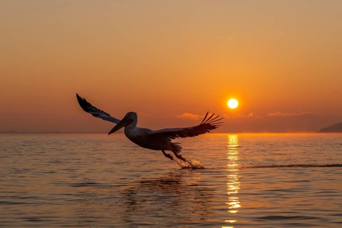 Dalmatian Pelican (Pelecanus crispus), Dalmatian Pelican, flying, morning mood, sunrise, in
