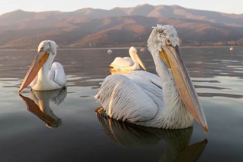 Dalmatian Pelican (Pelecanus crispus), Dalmatian Pelican, swimming, morning mood, wide-angle shot,
