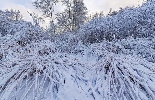 The onset of winter with snow in a forest and wetland in Hamburg's Vier- und Marschlanden near