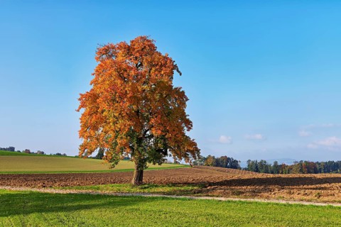 Discoloured pear tree (Pyrus), standing in a meadow, Beinwil, Freiamt, Canton Aargau, Switzerland